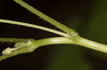 Great yellow woodsorrel